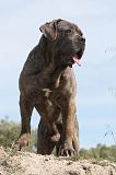 CANE CORSO 012